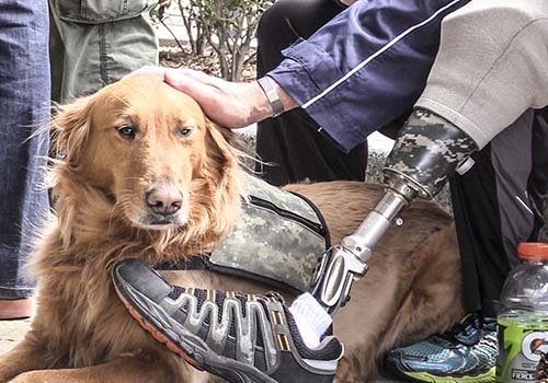 USA Warriors Hockey Player with Rescue Dog